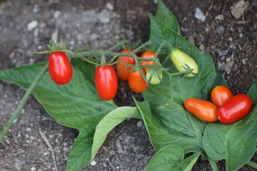 Cherry Roma tomatfrön - röda plomformade körsbärstomater | Svenskodlade frön