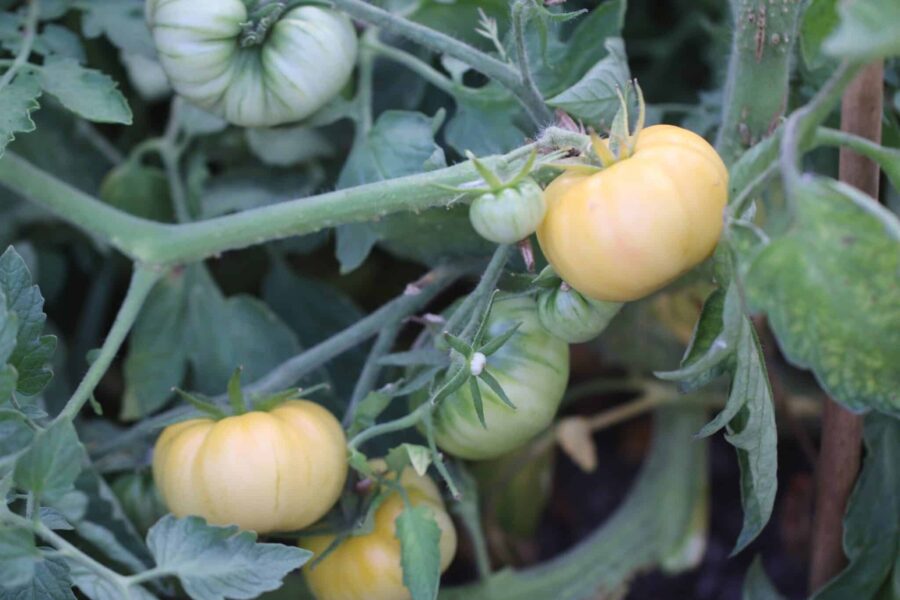 White Tomesol tomatfrön - vita bifftomater med rosa rodnad | Köp hos TummelstaChili