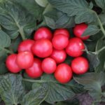 Pomodoro Da terrazzo