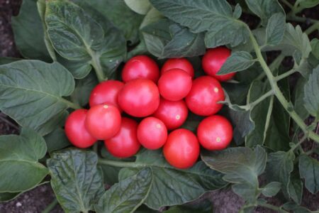 Pomodoro Da terrazzo