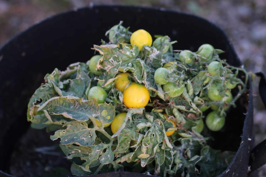 Balconi Yellow tomatfrön – kompakt gul körsbärstomat för fönsterbräda och balkong | TummelstaChili