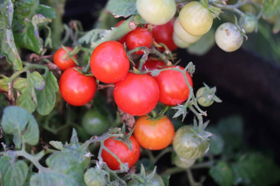 Primabelle tomatfrön – bladmögelresistent körsbärstomat för svensk frilandsodling | TummelstaChili