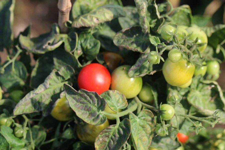 Tiny Tim tomatfrön – kompakt kruktomat med små röda körsbär | TummelstaChili