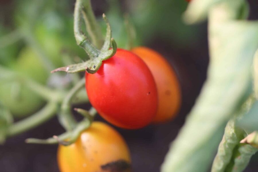 Cerise körsbärstomater – klassisk italiensk sort med djupt röd färg | Svenskodlade frön