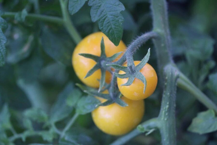 Balkonzauber Yellow tomatfrön – gula cocktailtomater i klase på kompakt balkongväxt | TummelstaChili