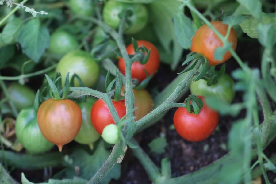 Riesentraube tomatfrön – historisk kulturarvssort med enorma klungor av röda körsbärstomater | TummelstaChili