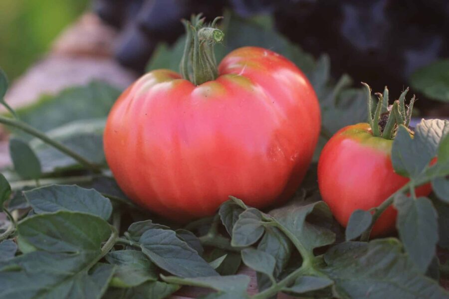 Oxheart Pink tomatfrön – rosa hjärtformad bifftomat med köttigt fruktkött | TummelstaChili