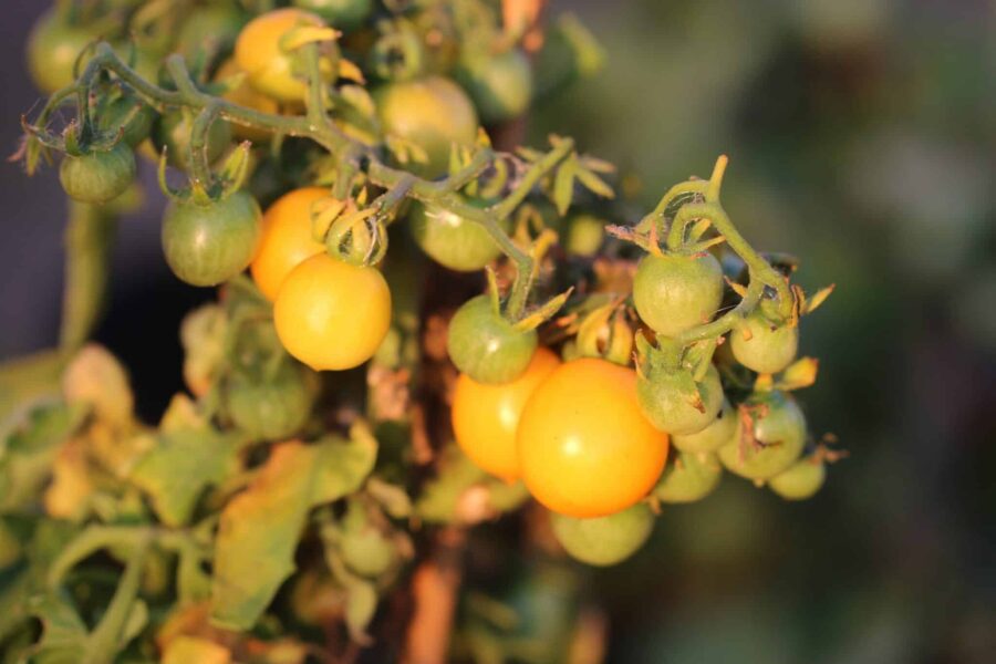 Window Box Yellow tomatfrön – kompakt mikrodvärgtomat med gula körsbärstomater för fönsterbrädan | Svenskodlade frön