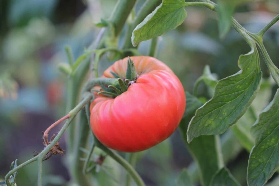 Brandywine Pink tomatfrön – klassisk rosa heirloom-bifftomat från Pennsylvania | Köp hos TummelstaChili