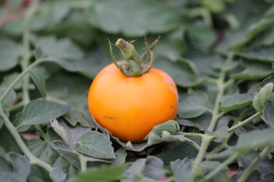 Golden Ozarowski tomater i glödande orange färg | Polsk arvsort hos TummelstaChili