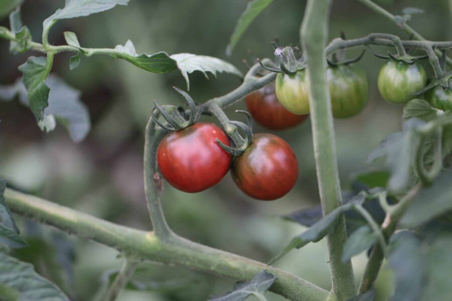 Black Opal körsbärstomat med djup brunröd färg – förbättrad Black Cherry | TummelstaChili