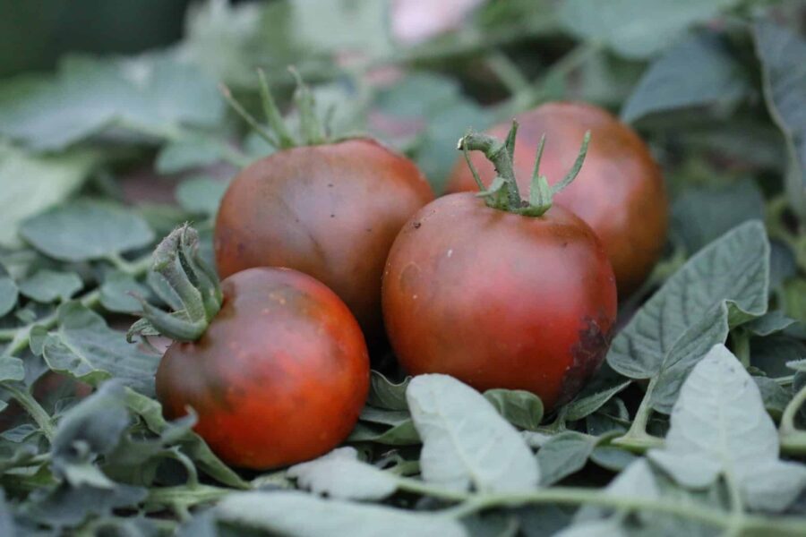 Noire de Crimée tomatfrön – rysk svart kulturarvstomat med mörk brunröd färg | TummelstaChili