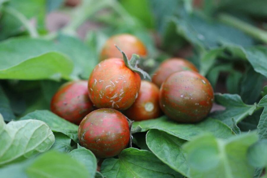 Black Zebra Cherry tomater med svart-röda strimmor | Köp frön hos TummelstaChili