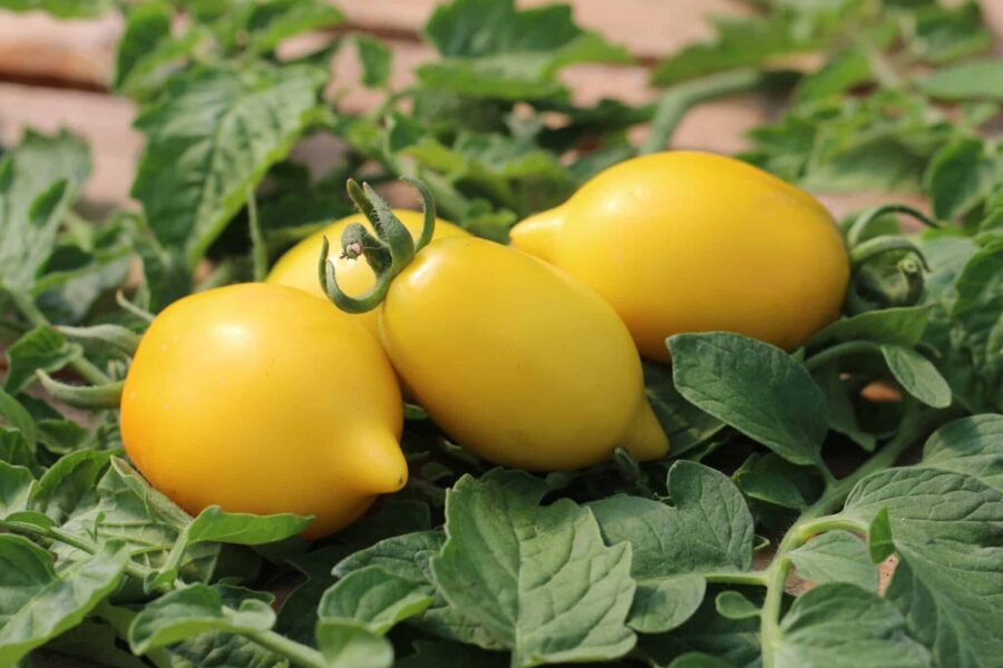 Lemon Plum tomater – citronformade gula ryska arvstomater | TummelstaChili