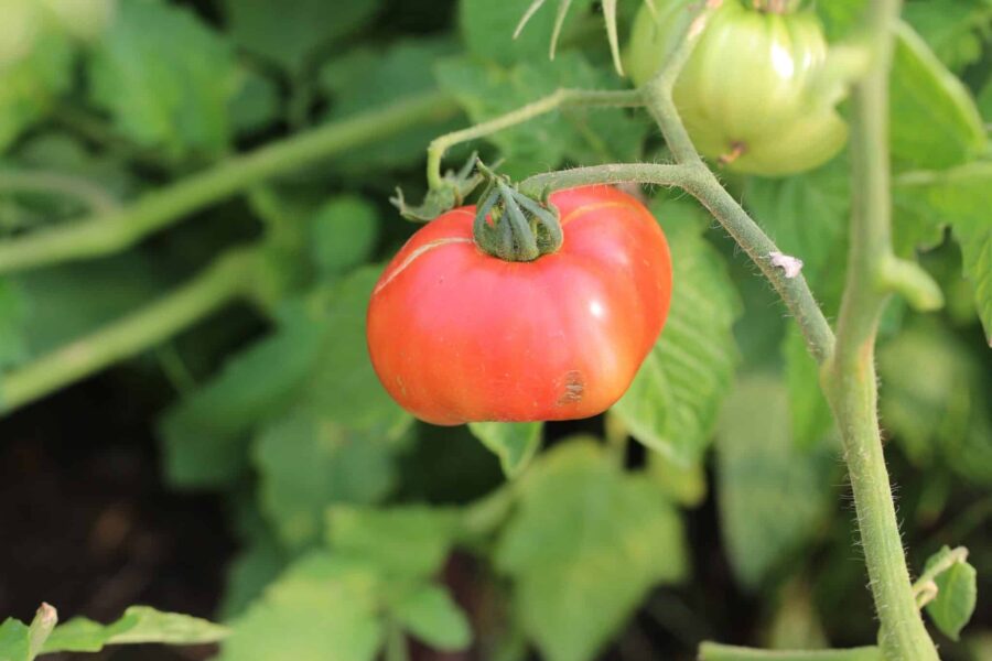 German Giant bifftomat – gigantisk rosa tomat upp till 900 gram | TummelstaChili