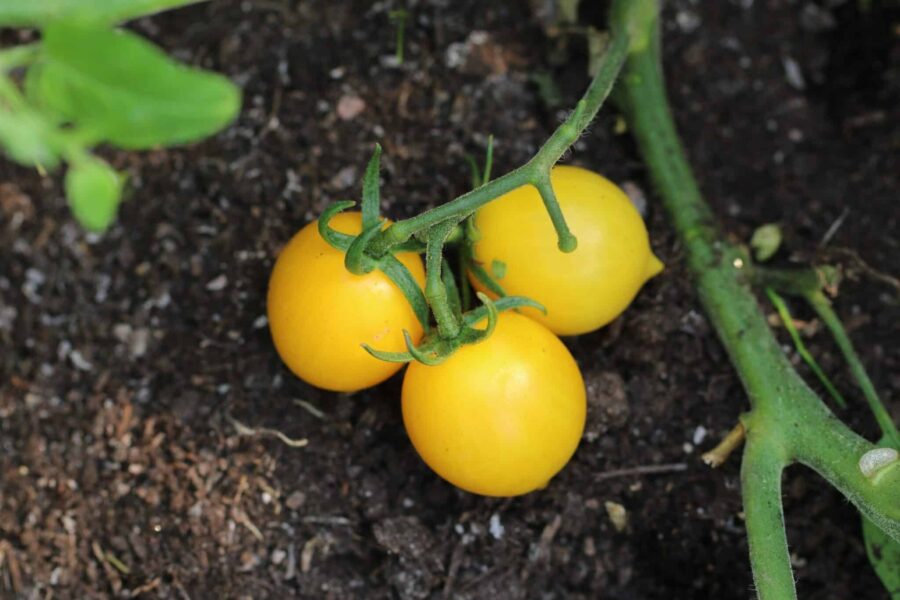 Vesuvio Giallo tomater i klasar – gul italiensk vintertomat från Vesuvius | TummelstaChili