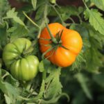 German Orange Strawberry