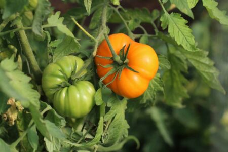German Orange Strawberry