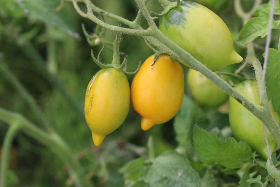 Citrina tomatfrön – gula citronformade tomater från Ryssland | TummelstaChili