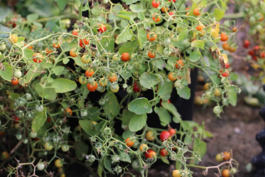 Micro Tom tomatplanta med små röda frukter – världens minsta tomat | TummelstaChili