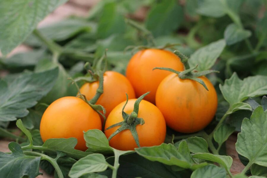 Pixie Striped dvärgtomat med röd-gula ränder – kompakt balkongtomat | TummelstaChili