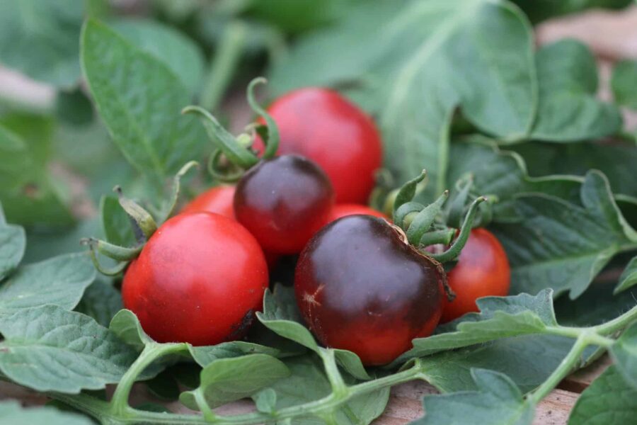 Indigo Rose tomatfrön – världens första kommersiella mörktomat med lila-svart färg | TummelstaChili