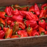 Odla Pimiento de Padron