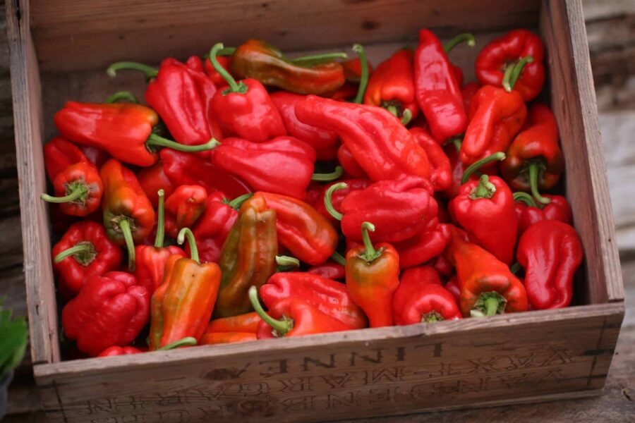 Pimiento de Padron frön – spansk tapasklassiker med oförutsägbar hetta | TummelstaChili