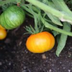 Janets Jacinthe Jewel