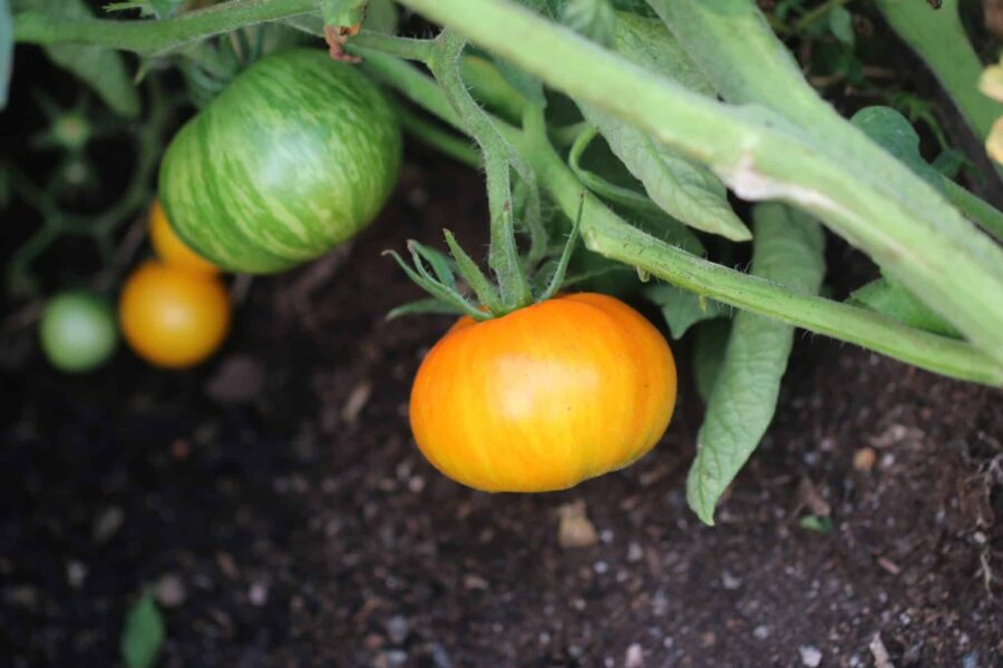 Janets Jacinthe Jewel tomatfrön – randig orange-gul bifftomat från Kalifornien | TummelstaChili