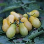 San Marzano Mini Gul