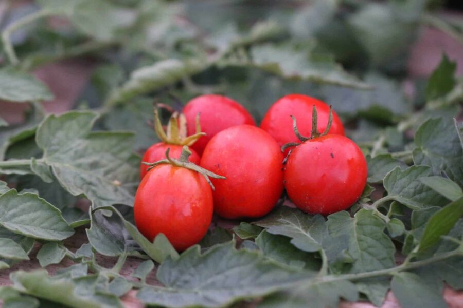 Maskotka tomatfrön – polsk ampeltomat med röda körsbärstomater | TummelstaChili