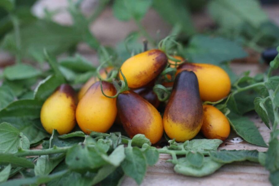 Indigo Pear Drop med päronformade minifrukter i klasar – extremt produktiv | TummelstaChili