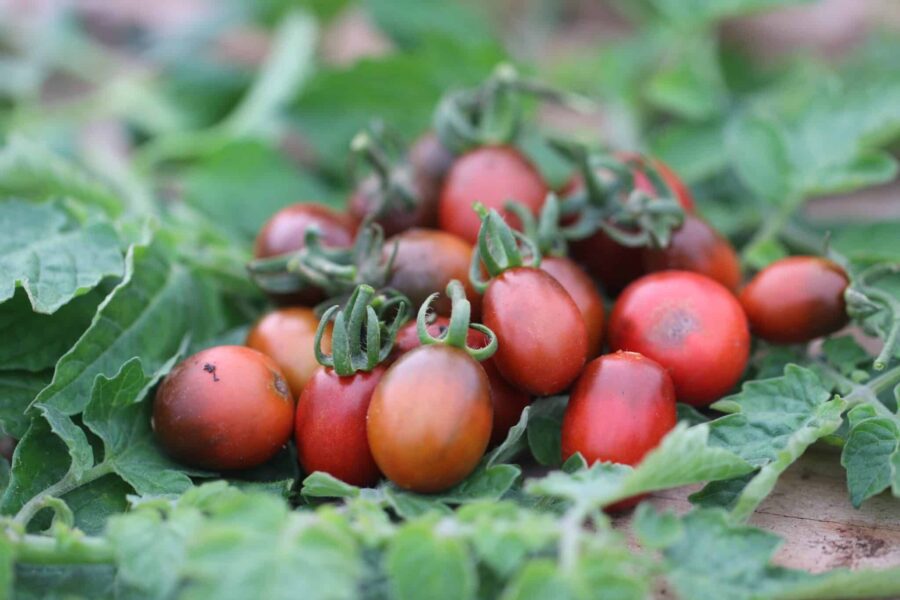 Bronzy körsbärstomat – brunröd bronsfärgad tomat med intensiv sötma | TummelstaChili