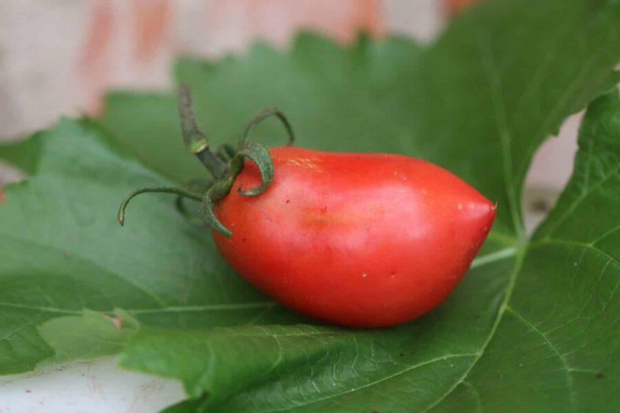 Amish Paste – hjärtformad såstomat med djupröda frukter | TummelstaChili