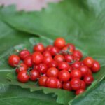 Odla Currant Sweet Pea