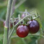 Indigo Dancing With Smurfs