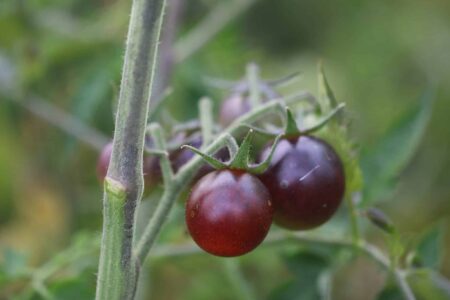 Indigo Dancing With Smurfs
