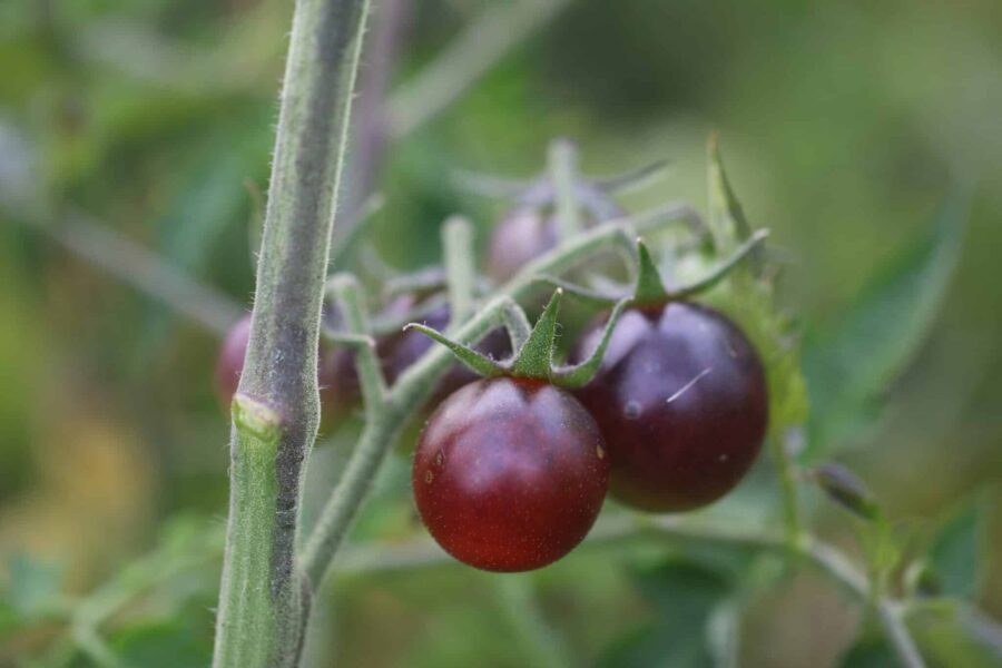 Indigo Dancing With Smurfs tomatfrön – svarta körsbärstomater med anthocyaniner | TummelstaChili