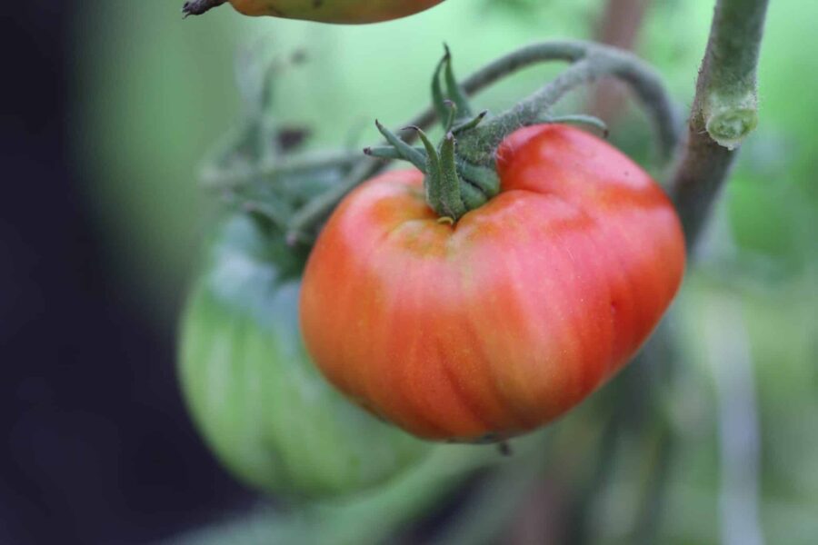 Cuor di bue tomatfrön – klassisk italiensk oxhjärtstomat med hjärtformade röda frukter | TummelstaChili