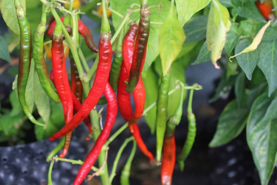 Demre chilifrön – turkisk röd chili för kebab och matlagning | TummelstaChili