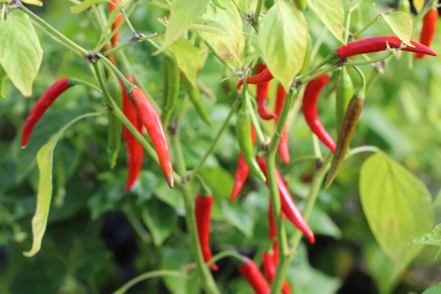 Rawit Red chilifrön – indonesisk Bird's Eye med röda uppåtriktade frukter | TummelstaChili