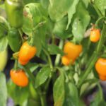 Odla NuMex Pumpkin Spice