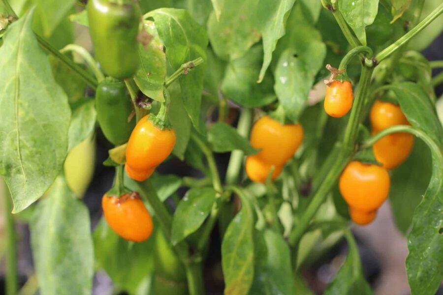 NuMex Pumpkin Spice chilifrön – orange jalapeño med höstfärg | TummelstaChili