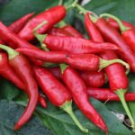 Odla Korean (Kimchi)