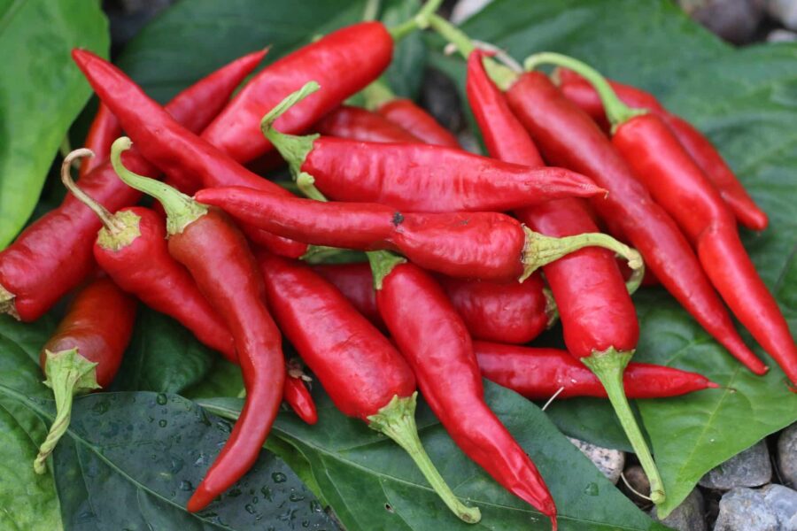 Korean Kimchi chilifrön – traditionell koreansk chili för gochugaru | TummelstaChili