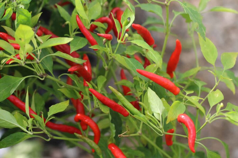 Vietato chilifrön – het vietnamesisk chili med röda uppåtriktade frukter | TummelstaChili