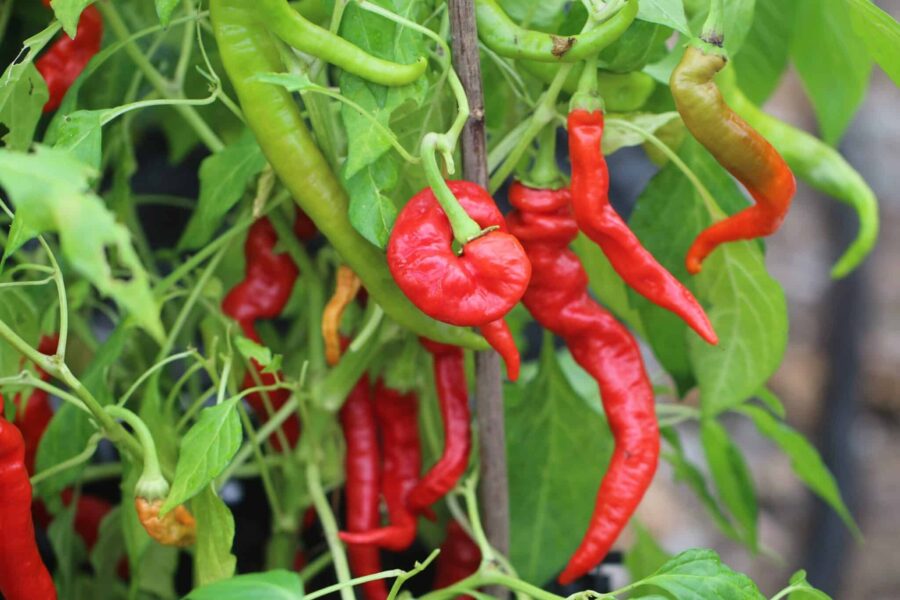 Lombardo pepperoni – italienska gröna och röda frukter för grillning | TummelstaChili