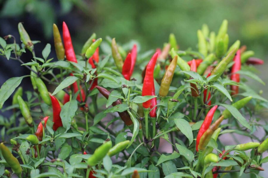 Quickfire chilifrön – snabbmognande röd krukchili med uppåtriktade frukter | TummelstaChili