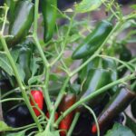 Odla Jalapeno Pot-a-peno